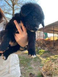 Cuccioli meticci taglia media