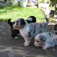 Cuccioli pastore australiano