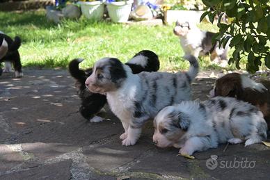 Cuccioli pastore australiano