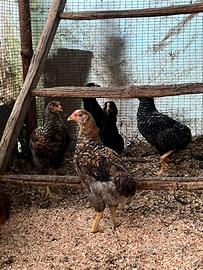 Galli araucana