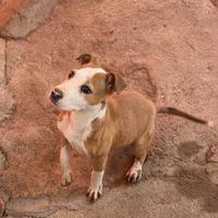 Cucciola di pitbull ADBA