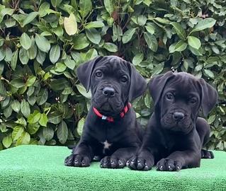 Cane corso