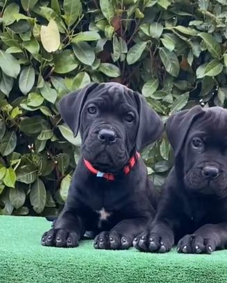 Cane corso