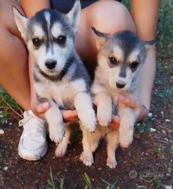 Siberian husky