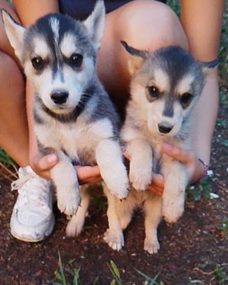 Siberian husky