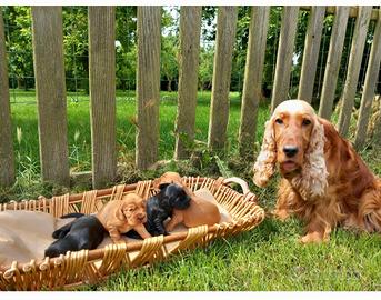 Cocker spaniel inglese