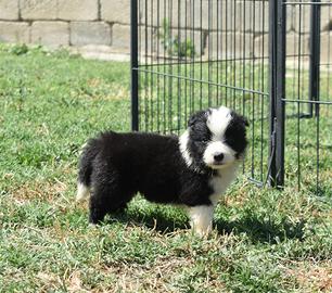 Border collie