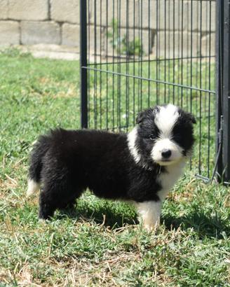 Border collie