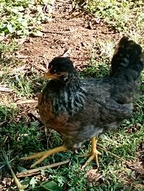 Galline Legbar uova celesti