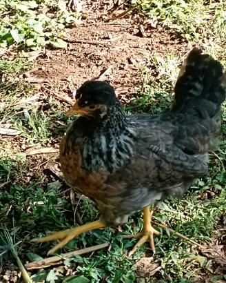 Galline Legbar uova celesti