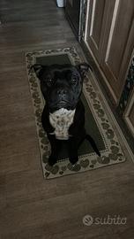 Staffordshire Bull Terrier