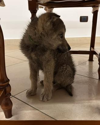 Lupo cecoslovacco maschio