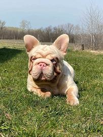 bulldog francese Rope 