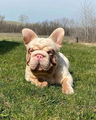 bulldog francese Rope 