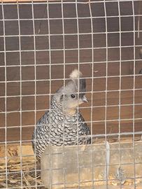 Quaglia azzurra (squamata)