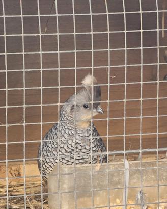 Quaglia azzurra (squamata)