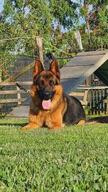 Pastore Tedesco per Monte