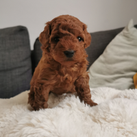 Cuccioli Barboncino Pedigree