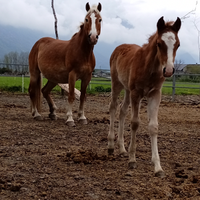 Pulerdra 2025 haflingher x criollo