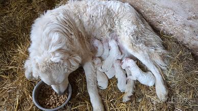 Cuccioli maremmano abruzzese