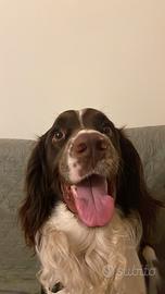 Springer Spaniel