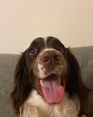Springer Spaniel