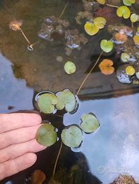 HYDROCHARIS MORSUS RANAE, pianta acquatica