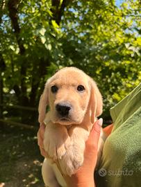 Cuccioli di Labrador Retriever