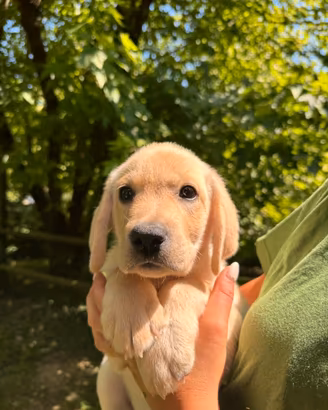 Cuccioli di Labrador Retriever