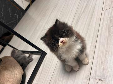 Persiano cucciolo