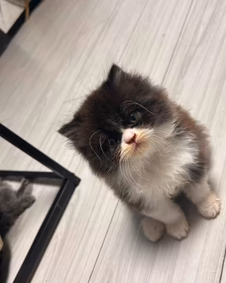 Persiano cucciolo