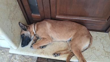 Pastore belga malinois