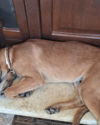 Pastore belga malinois