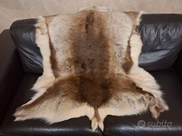 N.2 pelli Renna altissima qualità pelo molto folto