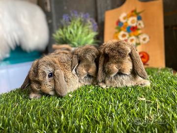 Coniglio nano ariete Minilop