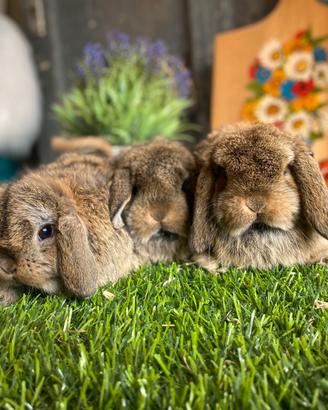 Coniglio nano ariete Minilop