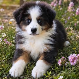 Cucciolo pastore australiano con pedigree