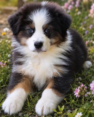 Cucciolo pastore australiano con pedigree