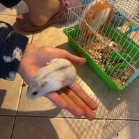 Cucciolo di criceto nano