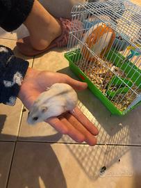 Cucciolo di criceto nano