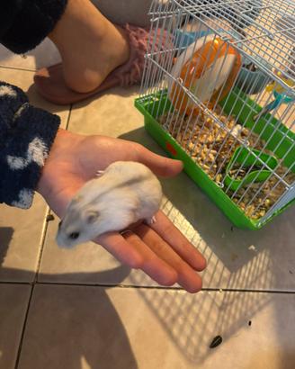 Cucciolo di criceto nano