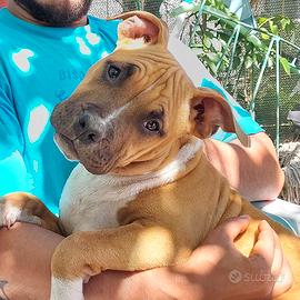 Amstaff con pedigree