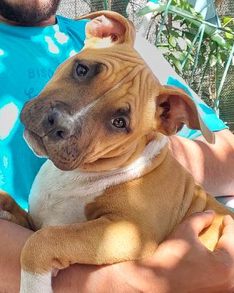 Amstaff con pedigree