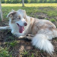 Border Collie Lilac Merle disponibile per monte