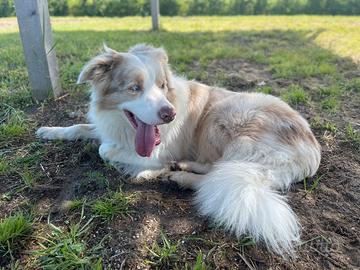 Border Collie Lilac Merle disponibile per monte