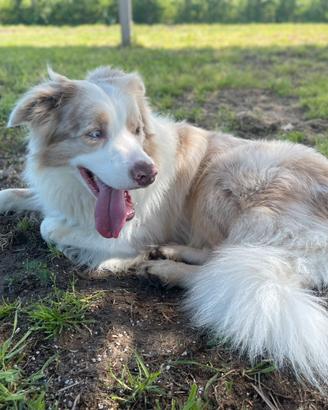 Border Collie Lilac Merle disponibile per monte