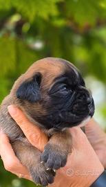 Boxer cuccioli