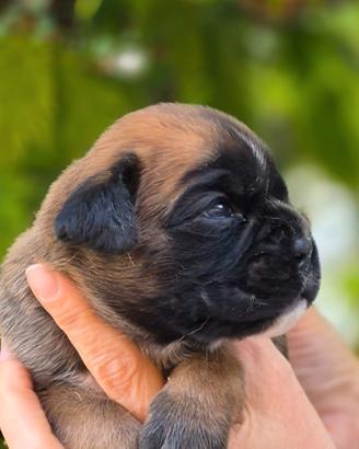 Boxer cuccioli