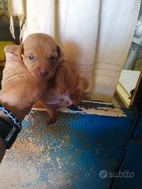Vendita pinscher