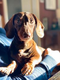 Bassotto disponibile per monta